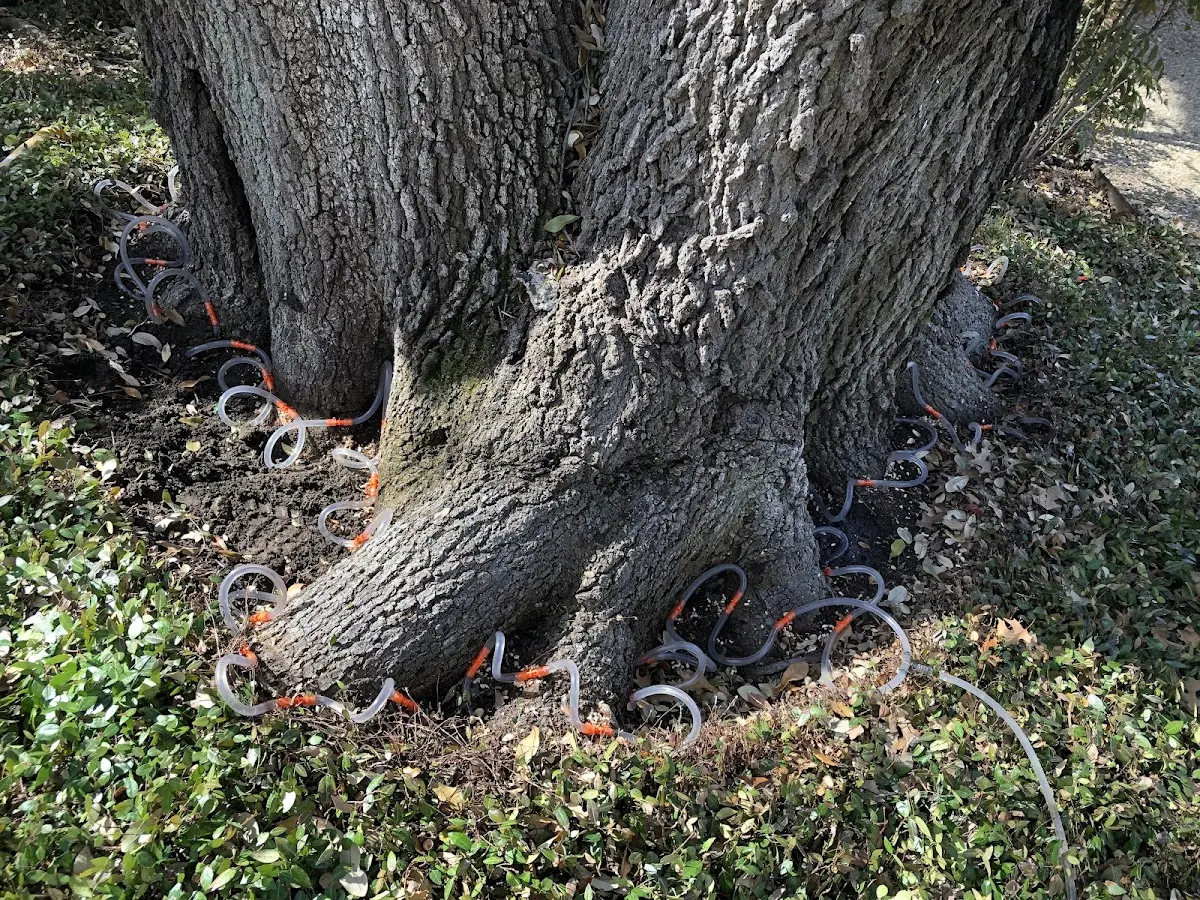Detailed Tree Cabling and Bracing job site in Enola