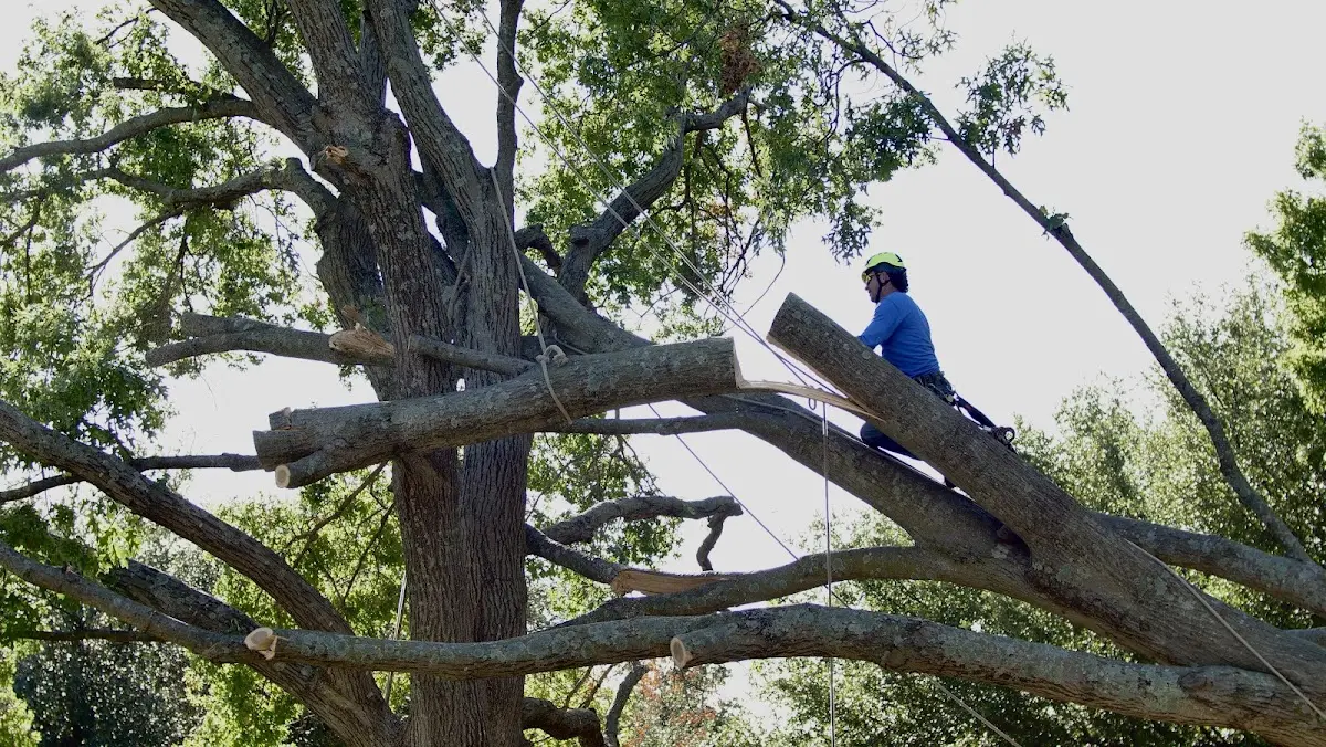 Professional Crown Thinning performed by certified arborists in Enola